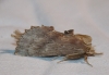 Pterostoma palpina Pterostoma palpina