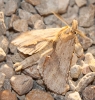 Pterostoma palpina Pterostoma palpina