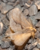 Pterostoma palpina Pterostoma palpina