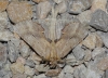 Pterostoma palpina Pterostoma palpina