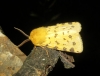 Rhyparia purpurata Rhyparia purpurata