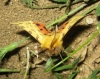 Rhyparia purpurata Rhyparia purpurata