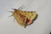 Rhyparia purpurata Rhyparia purpurata