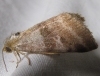 Synthymia fixa (Fabricius, 1787)