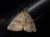 Synthymia fixa Synthymia fixa