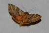 Synthymia fixa Synthymia fixa