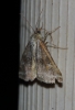 Synthymia fixa Synthymia fixa