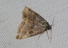 Synthymia fixa Synthymia fixa