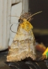 Synthymia fixa Synthymia fixa
