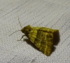 Synthymia fixa Synthymia fixa