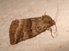 Synthymia fixa Synthymia fixa