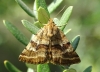 Synthymia fixa Synthymia fixa