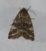 Synthymia fixa Synthymia fixa