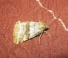 Synthymia fixa Synthymia fixa