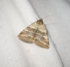Synthymia fixa Synthymia fixa