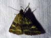Synthymia fixa Synthymia fixa