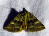 Synthymia fixa Synthymia fixa