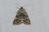 Synthymia fixa Synthymia fixa