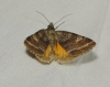 Synthymia fixa Synthymia fixa