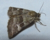 Synthymia fixa Synthymia fixa