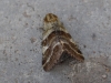 Synthymia fixa Synthymia fixa