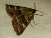 Synthymia fixa Synthymia fixa