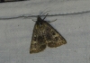 Synthymia fixa Synthymia fixa