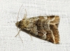 Synthymia fixa Synthymia fixa