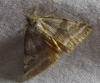 Synthymia fixa Synthymia fixa