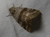 Synthymia fixa Synthymia fixa
