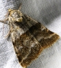 Synthymia fixa Synthymia fixa