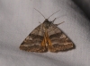 Synthymia fixa Synthymia fixa