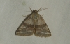 Synthymia fixa Synthymia fixa
