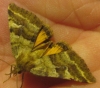 Synthymia fixa Synthymia fixa