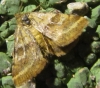 Synthymia fixa Synthymia fixa