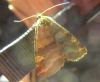 Synthymia fixa Synthymia fixa