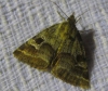 Synthymia fixa Synthymia fixa