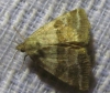 Synthymia fixa Synthymia fixa