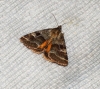 Synthymia fixa Synthymia fixa