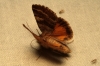 Synthymia fixa Synthymia fixa