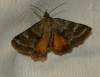 Synthymia fixa Synthymia fixa