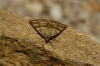Synthymia fixa Synthymia fixa