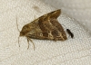 Synthymia fixa Synthymia fixa