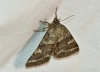 Synthymia fixa Synthymia fixa
