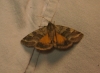 Synthymia fixa Synthymia fixa