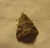 Synthymia fixa Synthymia fixa