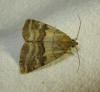 Synthymia fixa Synthymia fixa