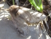 Thaumetopoea sp. Thaumetopoea sp.