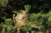 Thaumetopoea sp. Thaumetopoea sp.