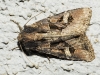 Trigonophora jodea Trigonophora jodea